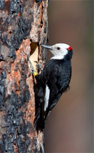 WhiteHeadedWoodpeckerCavity-Unknown-001