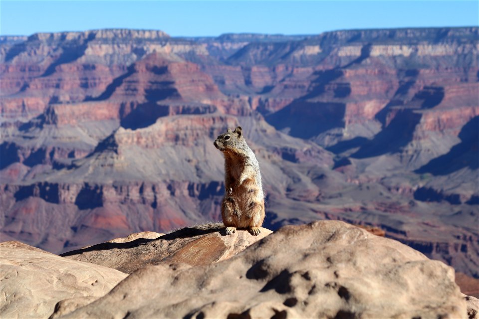 Wildlife-GrandCanyonNP-001