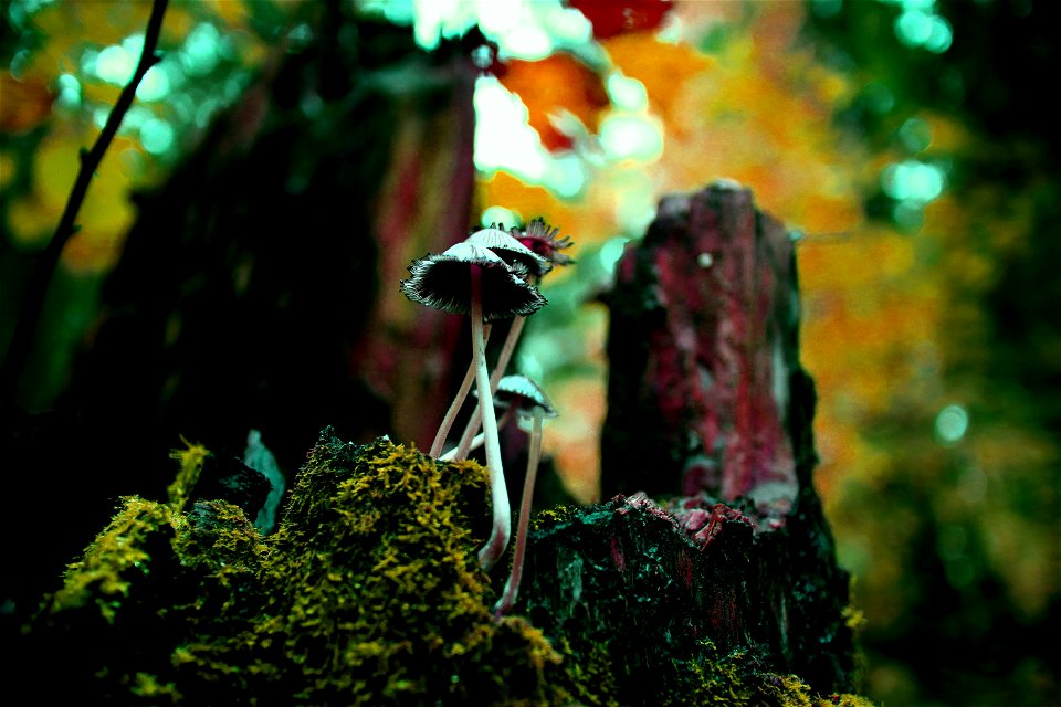 miracle mushrooms