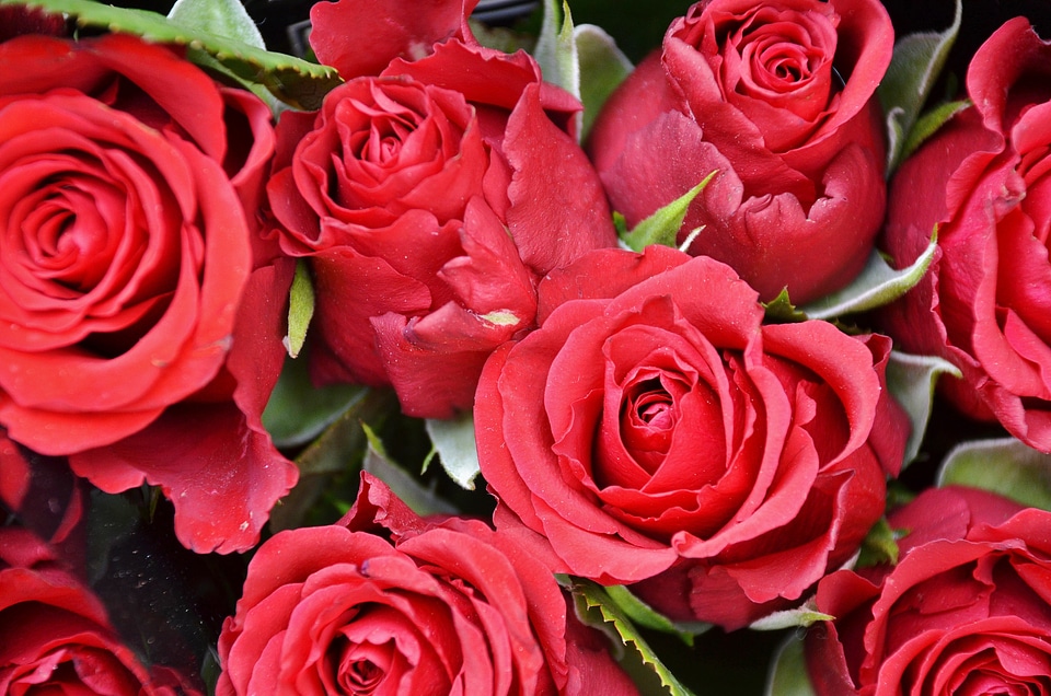 Nature red flora