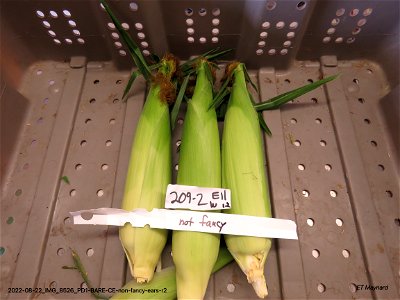 PD1-BARE-CE-non-fancy-ears-r2
