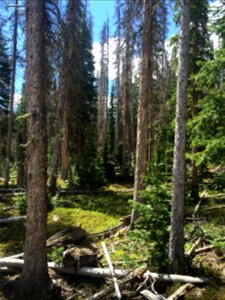 SpruceBeetleOutbreak-RioGrande-001