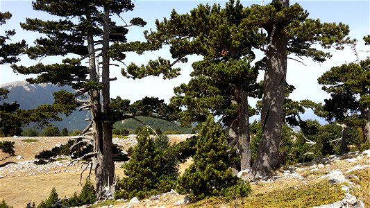 Massiccio del Pollino, Serra di Crispo - giardino degli dei