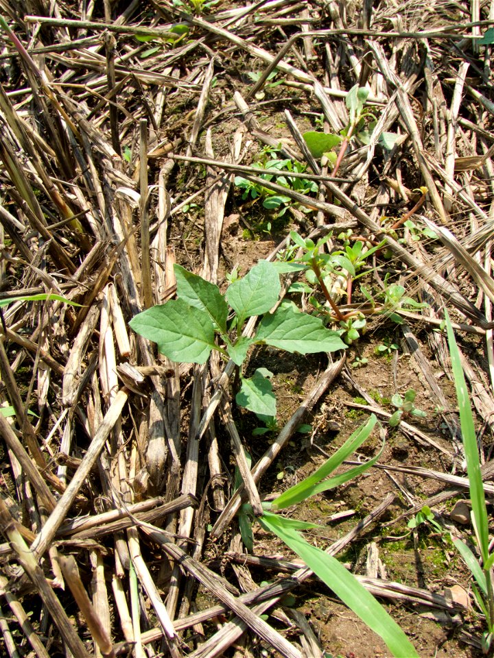 HERB weeds nightshade