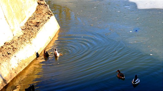 Ducks (2) photo