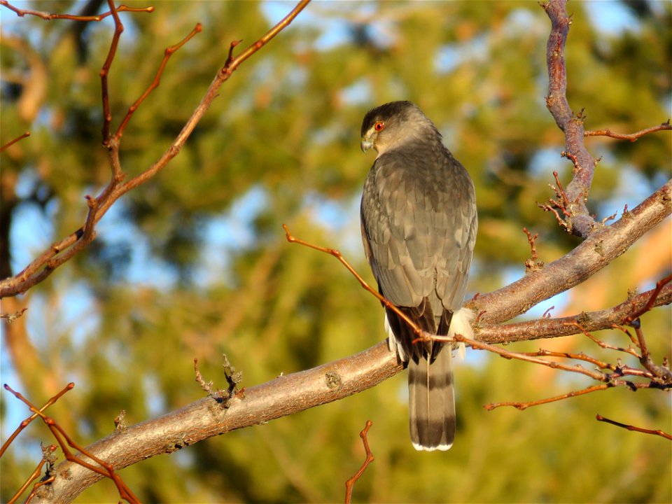CoopersHawk-Unknown-001