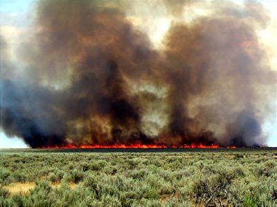 SageFireCheatgrassUnderstory-Idaho-001