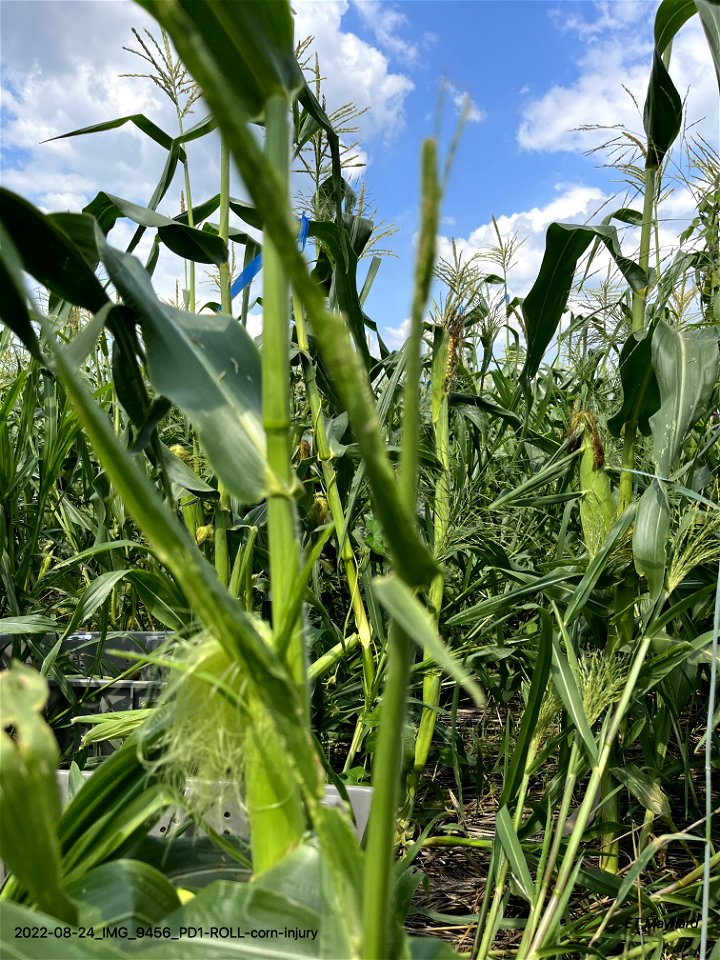 PD1-ROLL-corn-injury