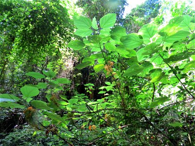 Urera caracasana (Jacq.) Griseb.