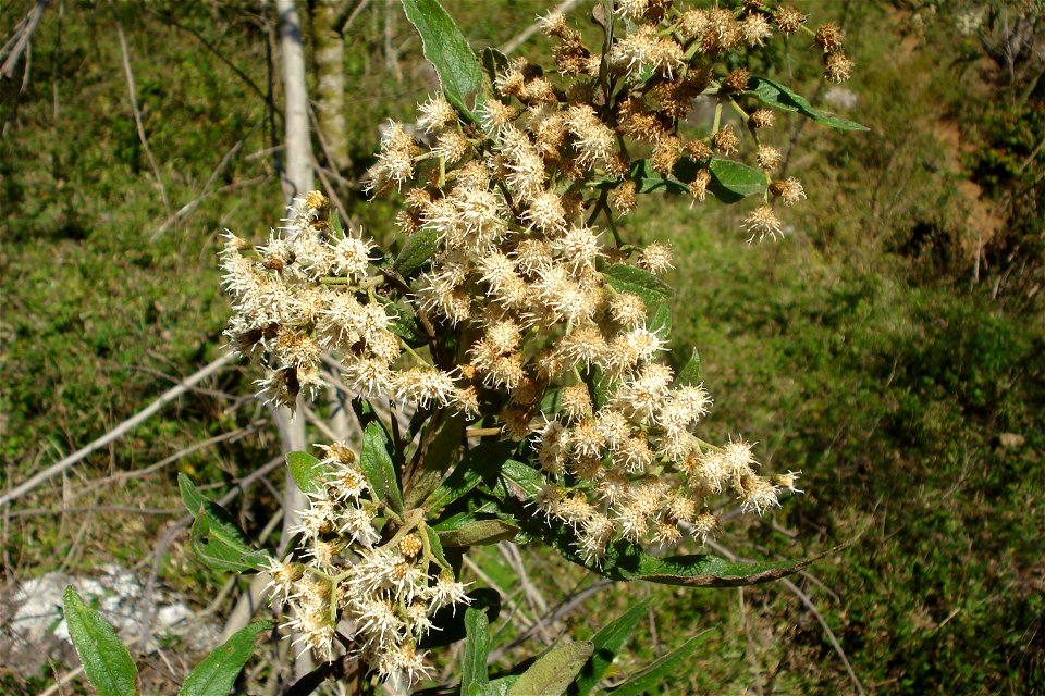 Vernonanthura phosphorica (Vell.) H.Rob. photo