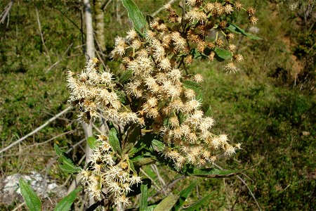 Vernonanthura phosphorica (Vell.) H.Rob.