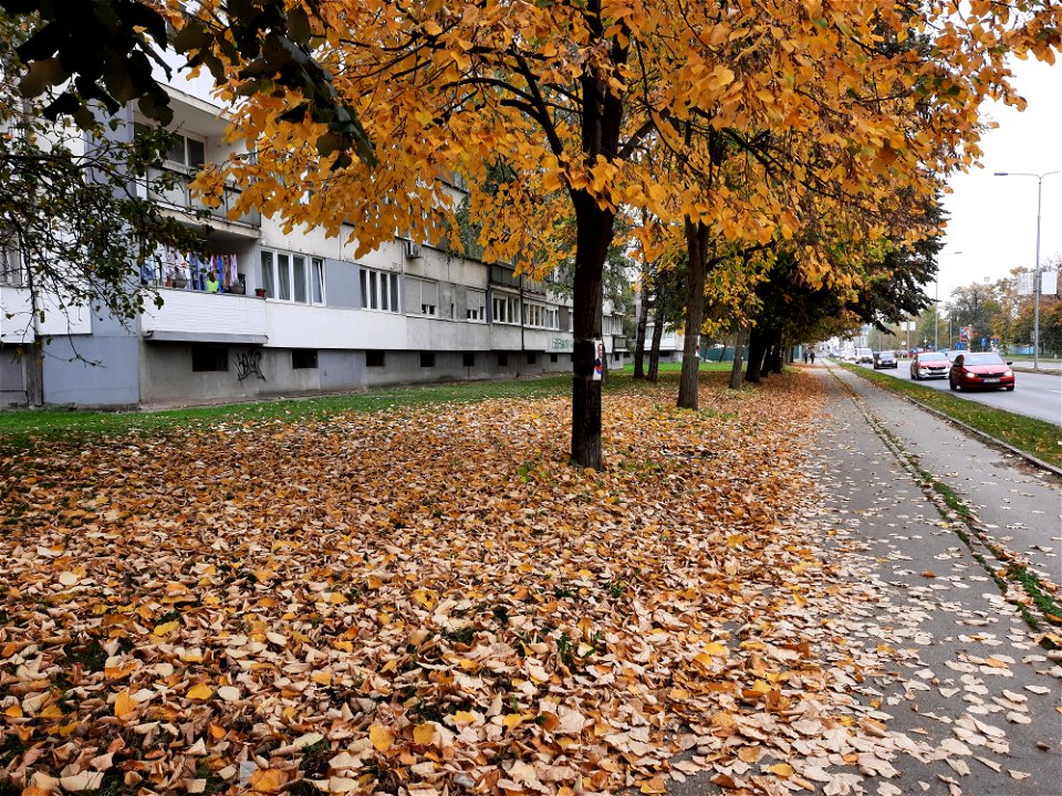 Autumn in Bulevar vojvode Petra Bojovića (1), Borik, Banja Luka, BiH
