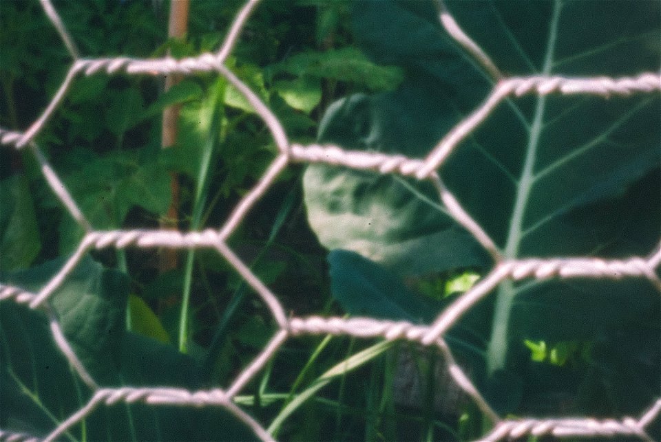 Beer can DIY pinhole cap on DSLR photo