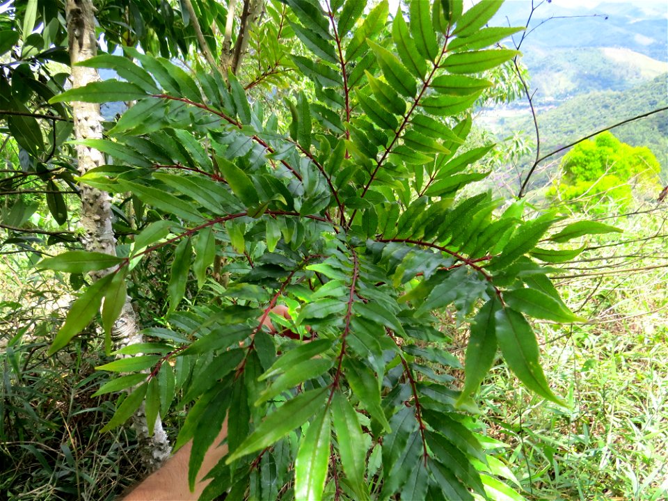 Zanthoxylum rhoifolium Lam.