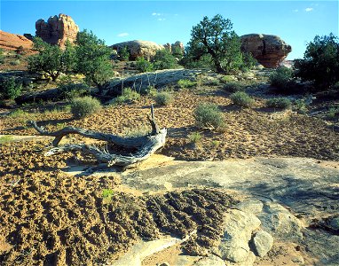 BiologicalSoilCrust-Canyonlands-001 photo