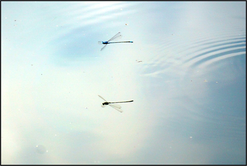 Damselfly and its shadow photo