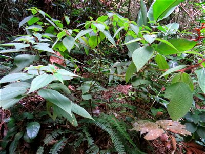 Ossaea marginata (Desr.) Triana
