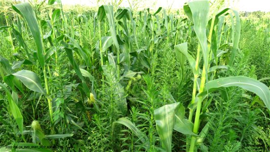 PD2_63DAS-ROLL-weeds