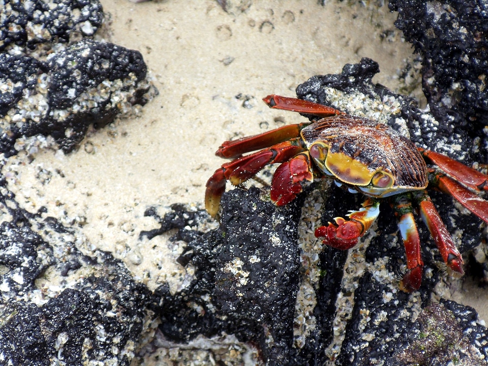 mature female Rainbow crab
