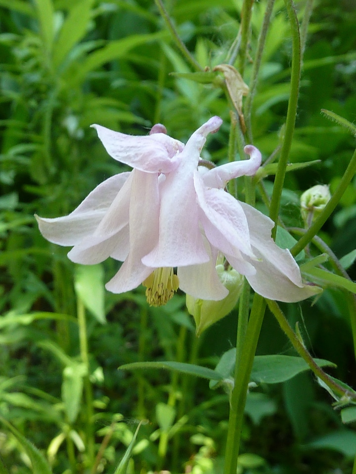 Nature floral bloom