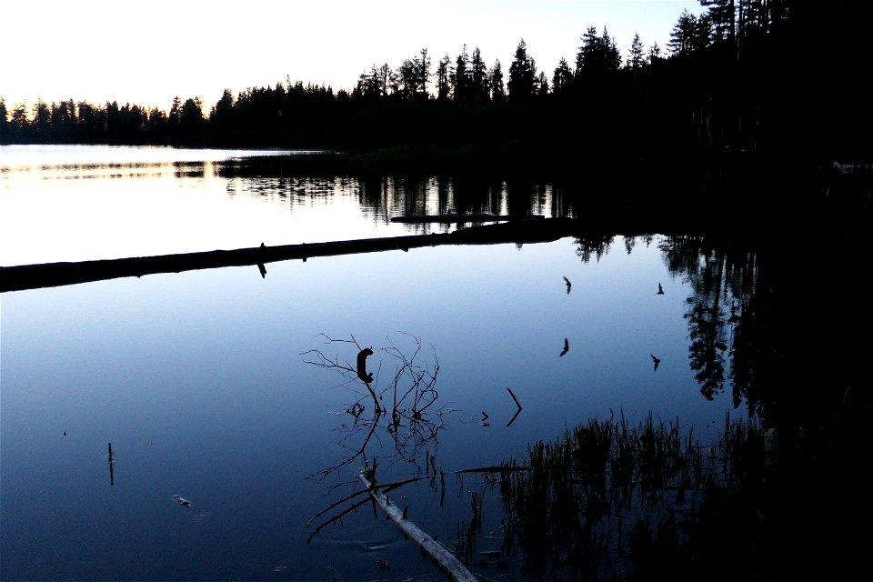 Bats over lake_6