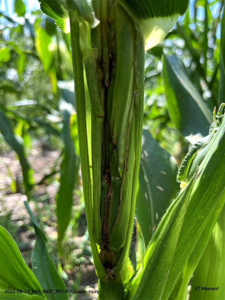 PD1-ROLL-corn-injury
