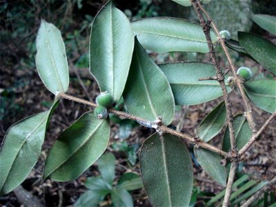 Cabeludinha - Myrciaria glazioviana