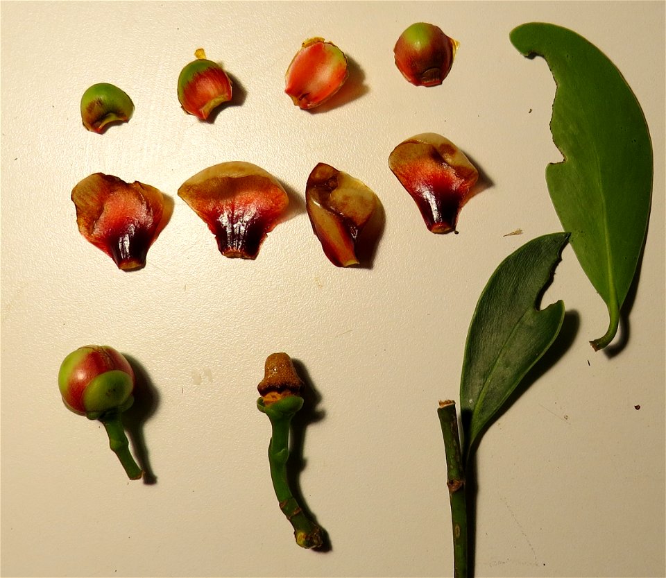 Clusia lanceolata Cambess.