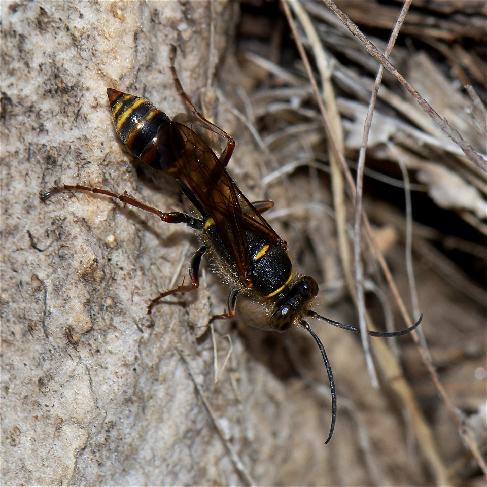 Asian Mud-dauber Wasp (Sceliphron curvatum)