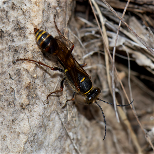Asian Mud-dauber Wasp (Sceliphron curvatum)