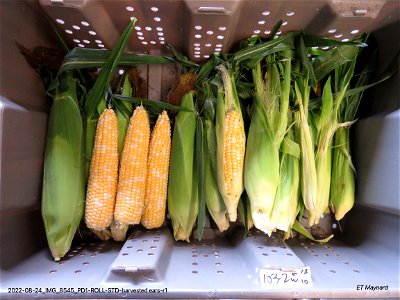 PD1-ROLL-STD-harvested ears-r1