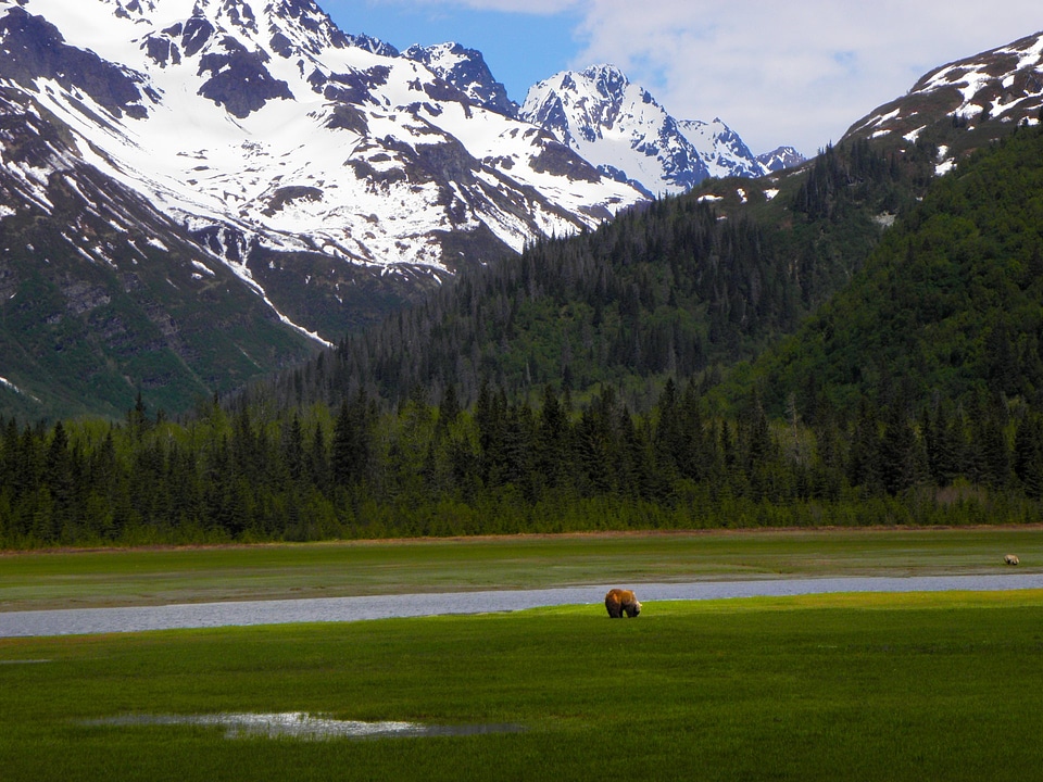 Chinitna Bay Brown Bears