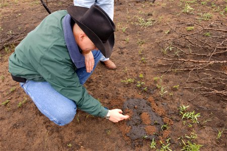 Examining soil micro-organisms after a wildfire photo