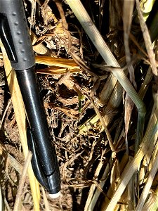 PD1-6DAS-ROLL-CE-emerged