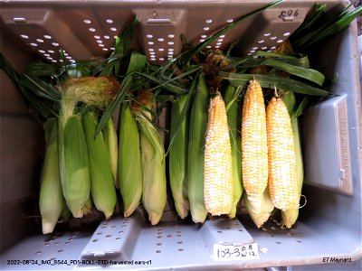 PD1-ROLL-STD-harvested ears-r1