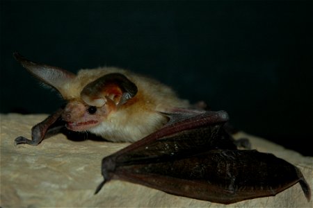 Pallid Photo by Dan Neubaum