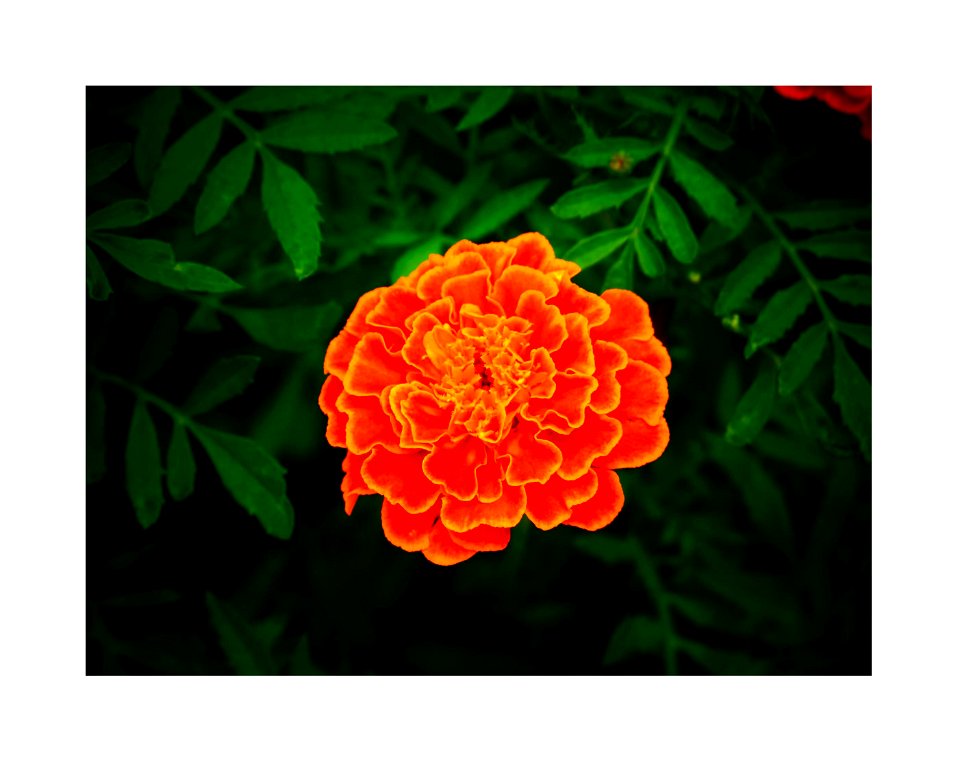 Bright orange