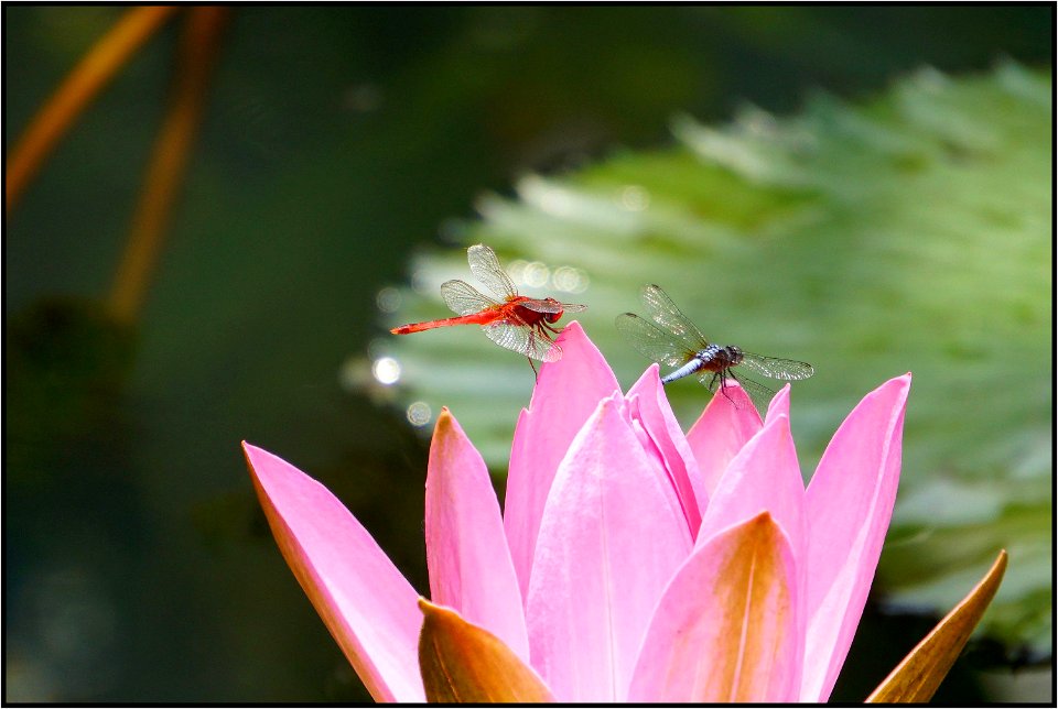 Dragonflies