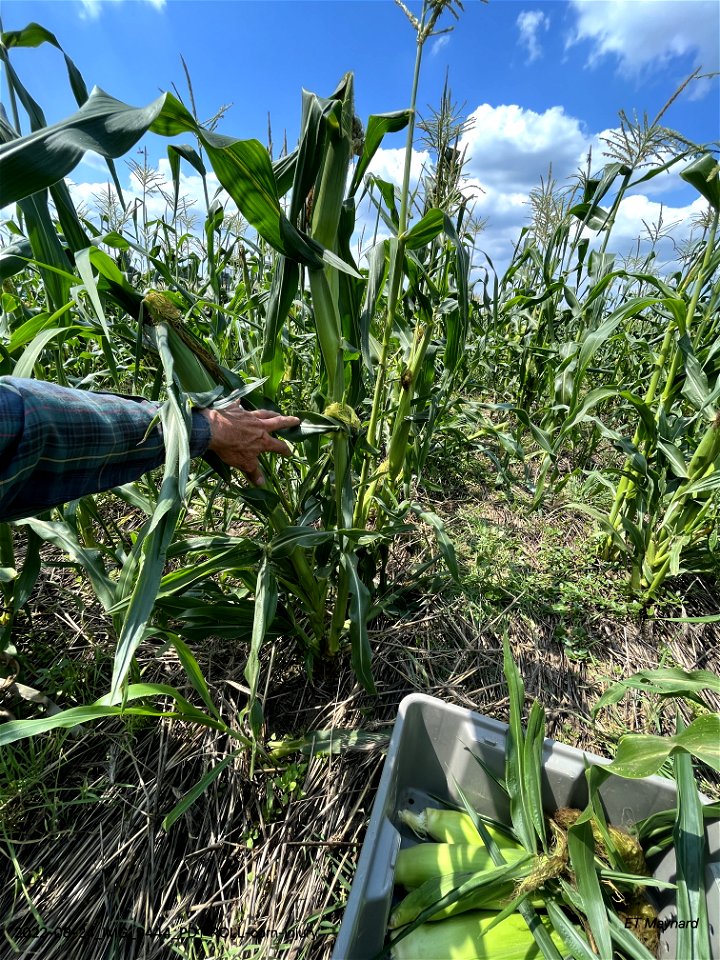 PD1-ROLL-corn-injury