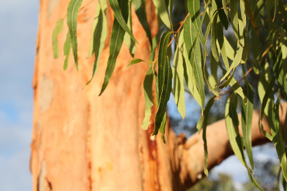Leaves environment plant