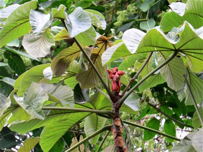 Cecropia glaziovii Snethl.