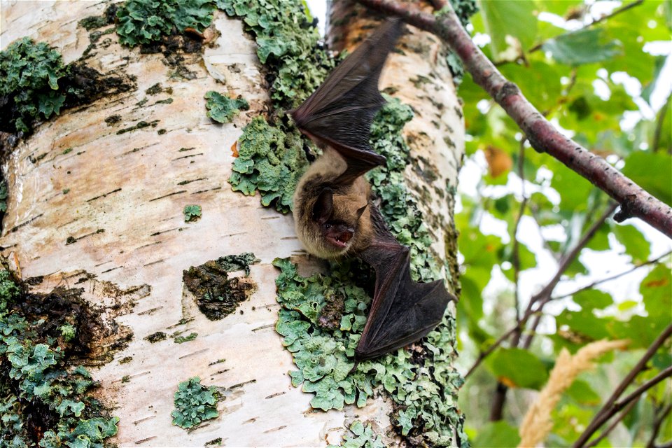 Myotis lucifugus on tree 2 - by Jordi Segers