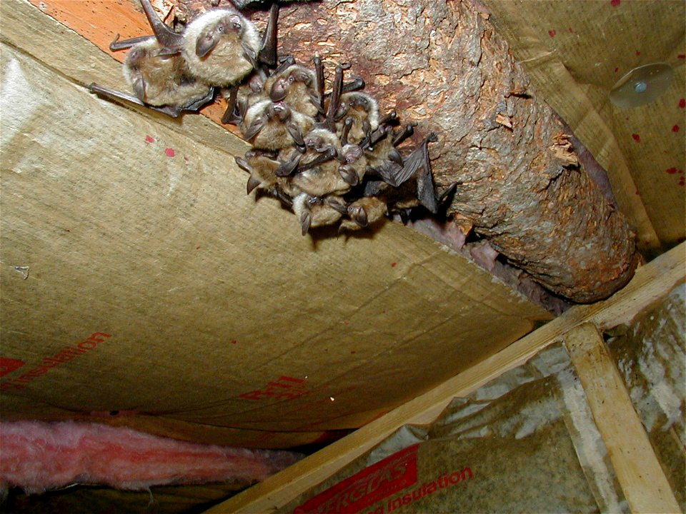 Bats (Myotis ssp.) in an attic