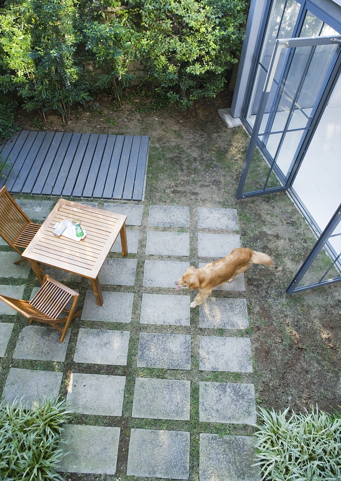Young rescue puppy in backyard