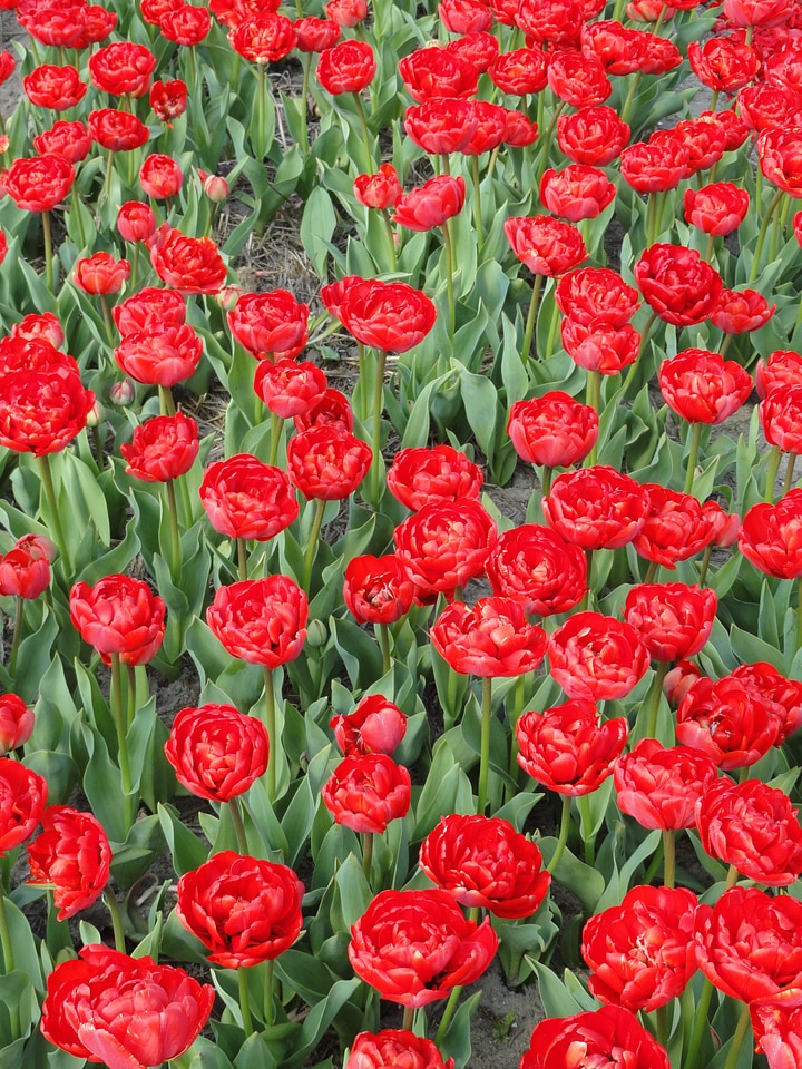 colorful tulips, tulips in spring