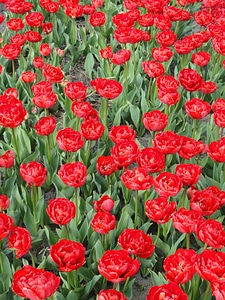 colorful tulips, tulips in spring photo