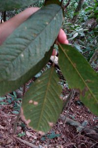 Andira fraxinifolia