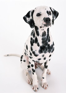 Dalmatian sitting photo