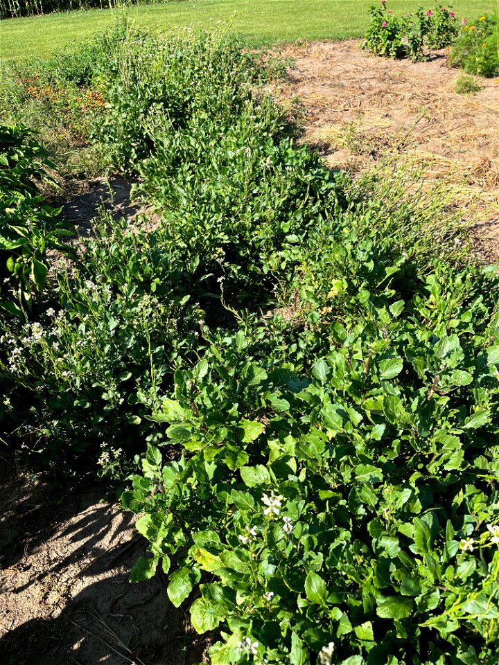 arugula