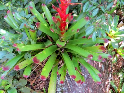 Vriesea philippocoburgii Wawra photo